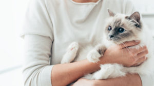 Traveling with Your Cat or Dog