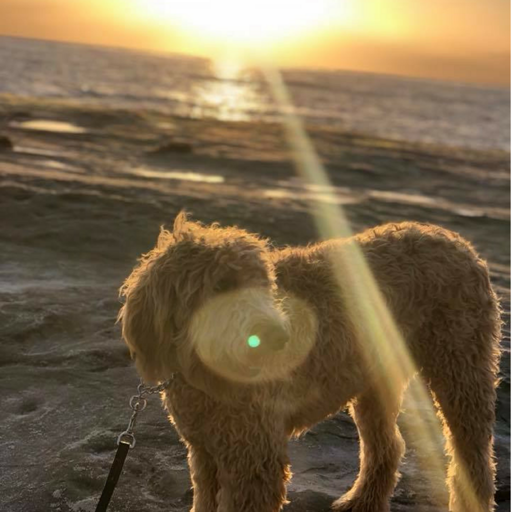 pet friendly cities