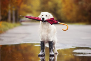 rained