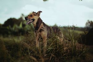 travel prep for pets