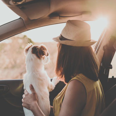 Travel Nurse Pets on Assignment