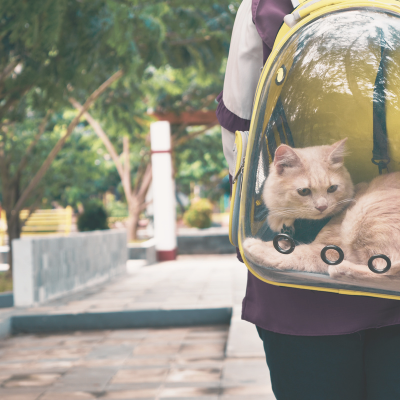 traveling with cats