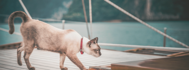 traveling with cats