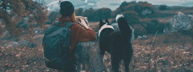 travel nursing with pets