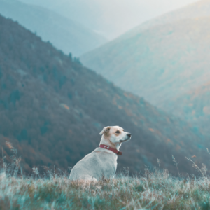 travel nursing with pets