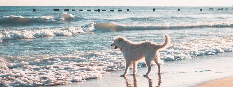 furry friend