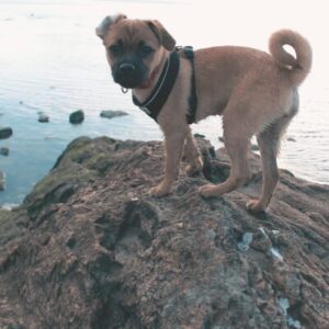 Travel Nursing with Your Dog
